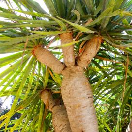 Драцена "Драконово дерево" (dracaena draco)