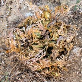 Селагинелла чешуелистная (Selaginella lepidophylla)