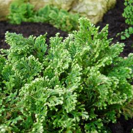 Селагинелла Мартенса (Selaginella martensii)