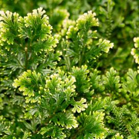 Селагинелла Мартенса (Selaginella martensii)