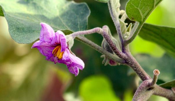 Баклажан (Solanum melongena)