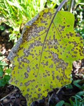Септориоз на листьях баклажана (Solanum melongena)