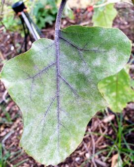 Мучнистая роса на листьях баклажана (Solanum melongena)