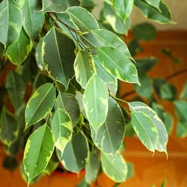 Фикус Бенджамина Golden King (Ficus benjamina Golden King)