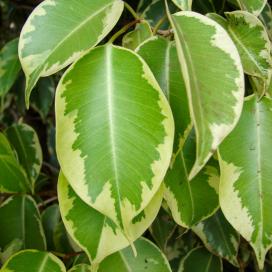 Фикус Бенджамина (Ficus benjamina variegated)