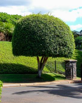 Фикус Бенджамина (ficus benjamina)