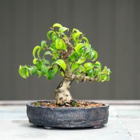 Фикус Бенджамина (Ficus benjamina), бонсай