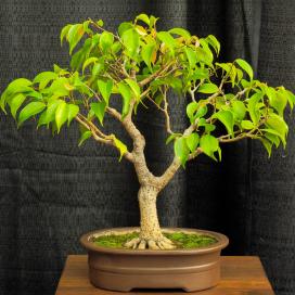 Фикус Бенджамина (Ficus benjamina), бонсай