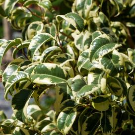 Фикус Бенджамина Curli (Ficus benjamina curly variegated)