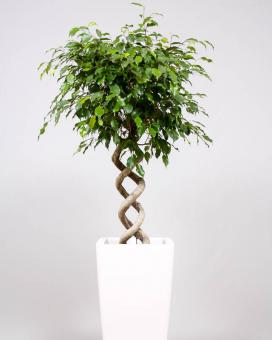 Фикус Бенджамина Экзотика (Ficus benjamina exotica)