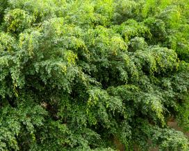 Фикус Бенджамина лавролистный (Ficus benjamina falso laurel)