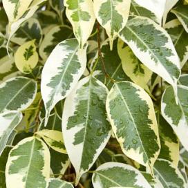 Фикус Бенджамина Fransis Goldstar (Ficus benjamina francis goldstar)