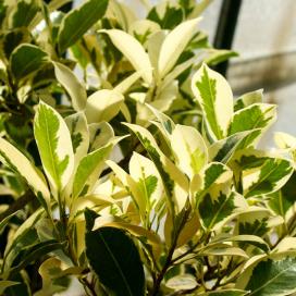 Фикус Бенджамина Judith (Ficus benjamina judith variegated)