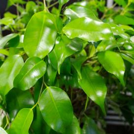 Фикус Бенджамина Limoviikuna (Ficus benjamina limoviikuna)