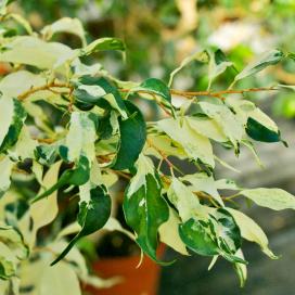 Фикус Бенджамина Pied Mere (Ficus benjamina pied mere variegated)