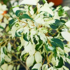 Фикус Бенджамина Pied Mere (Ficus benjamina pied mere variegated)