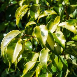 Фикус Бенджамина Reginald (Ficus benjamina reginald)