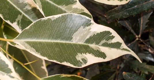 Лист фикуса Бенджамина Starlight (Ficus benjamina starlight leaf)
