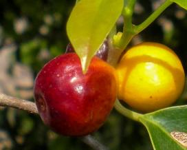 Фикус Бенджамина голый (Ficus benjamina var. Nuda)