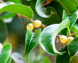 Фикус Бенджамина голый (Ficus benjamina var. Nuda)