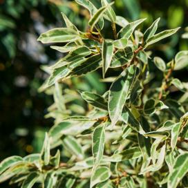 Фикус Бенджамина пестролистный с мелкими листьями (Ficus benjamina variegated)