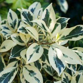 Фикус Бенджамина Twilight (Ficus benjamina variegated twilight)