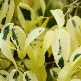 Фикус Бенджамина White (Ficus benjamina white variegated)