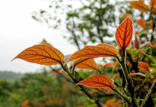 Фикус прямостоячий (ficus erecta)