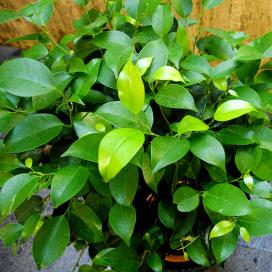  Фикус Бенджамина (ficus benjamina)