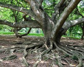 Фикус Бенджамина (ficus benjamina)