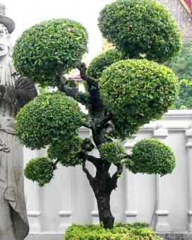 Фикус Бенджамина (ficus benjamina)