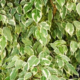 Фикус Бенджамина Bushy King (ficus benjamina bushy king)