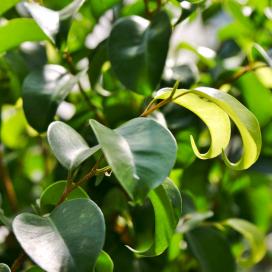 Фикус Бенджамина Citation (ficus benjamina citation)