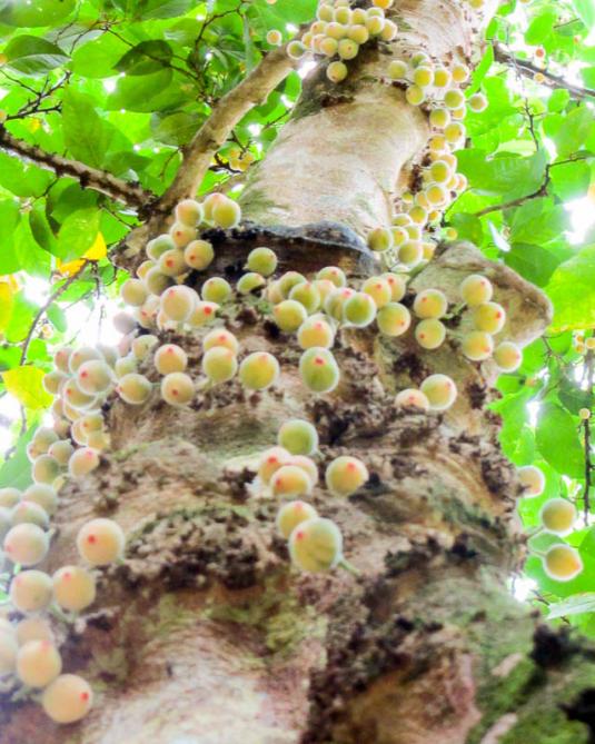 Фикус шероховатый (ficus aspera)