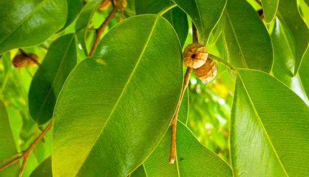 Фикус бенджамина (Ficus benjamina)