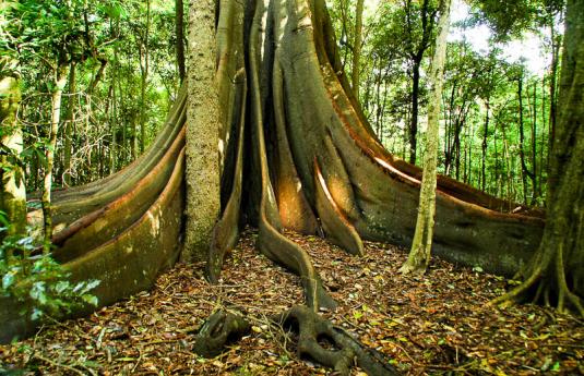 Фикус крупнолистный (ficus macrophylla)