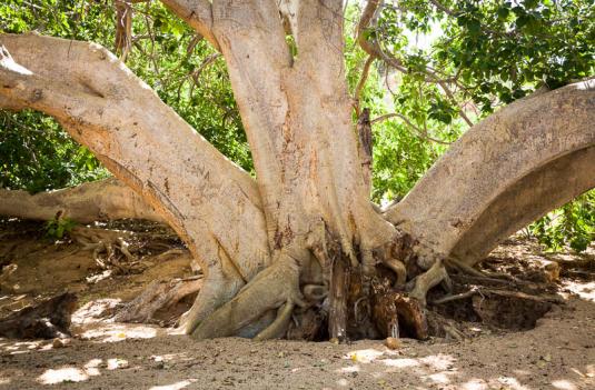 Фикус Пальмера (ficus palmeri)