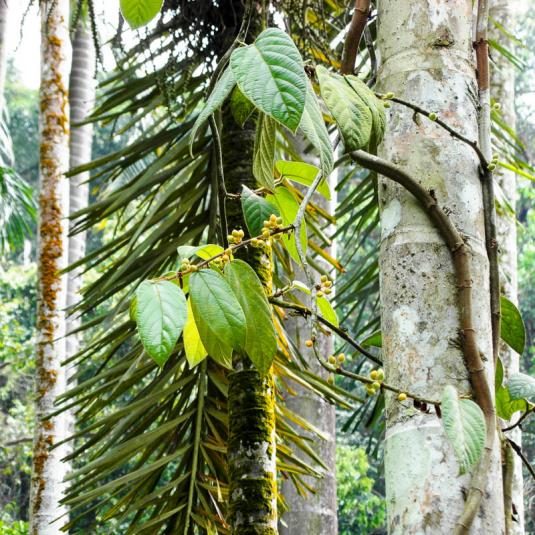 Фикус мохнатый (ficus villosa)