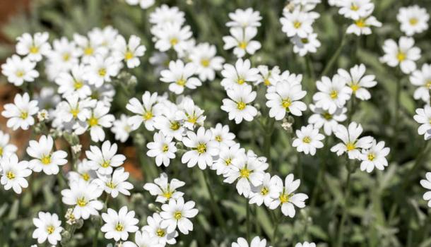 Ясколка войлочная (cerastium tomentosum)