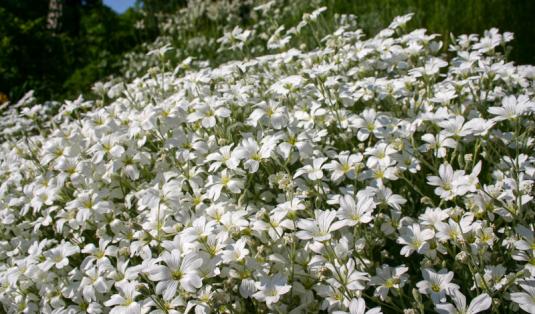 Ясколка войлочная (cerastium tomentosum)