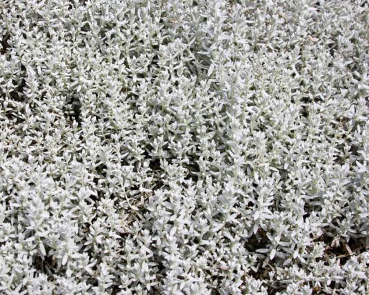 Ясколка войлочная (cerastium tomentosum)