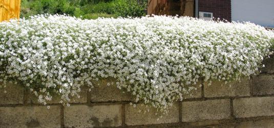 Ясколка войлочная (cerastium tomentosum)