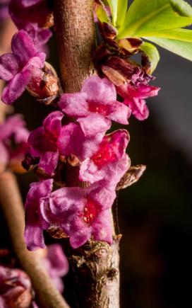 Волчеягодник обыкновенный (daphne mezereum)