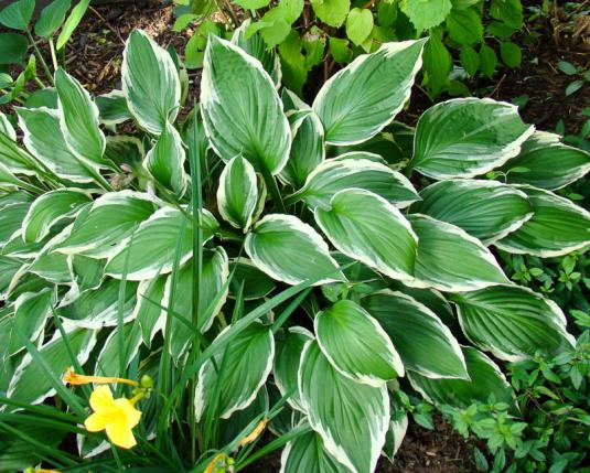 Хоста белоокаймленная (hosta albomarginata)