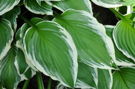 Хоста белоокаймленная (hosta albomarginata)