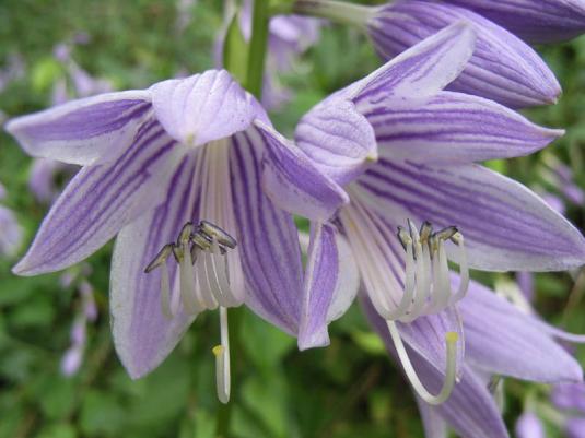 Хоста белоокаймленная (hosta albomarginata)