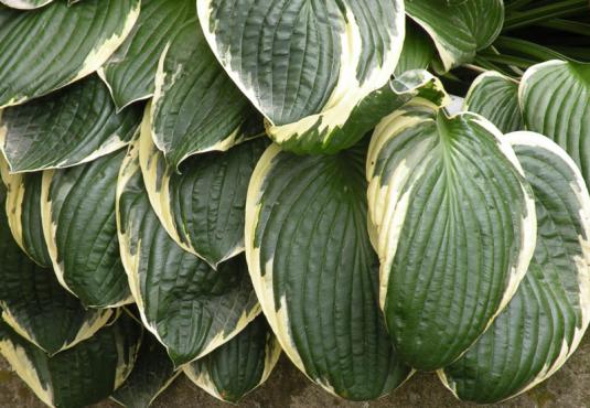 Хоста белоокаймленная (hosta albomarginata)