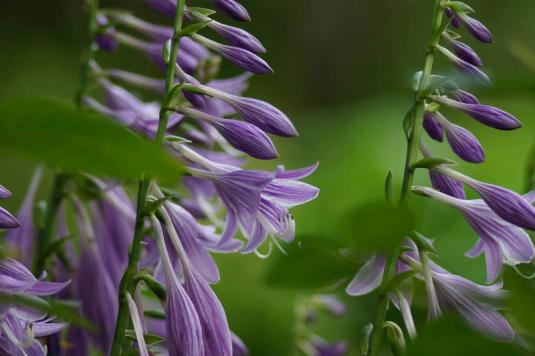 Хоста белоокаймленная (hosta albomarginata)