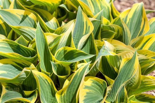 Хоста желтоокаймленная "Первые морозы" (hosta aureamarginata First Frost)