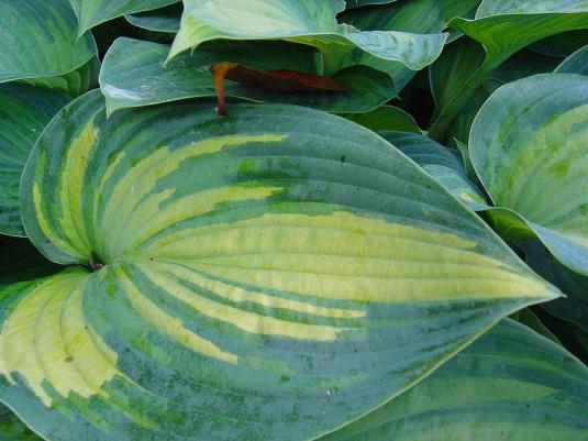 Хоста среднепестролистная (hosta mediovariegata)